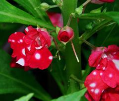 گل امپیشن بالزامینا